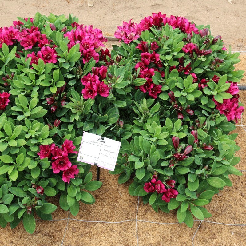  Alstroemère 'Léonie'