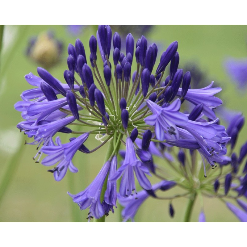  Agapanthe 'Vallée de la Loire'