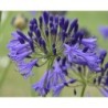  Agapanthe 'Vallée de la Loire'