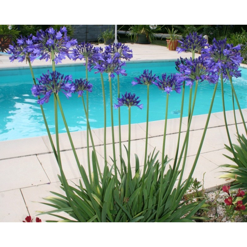  Agapanthe 'Vallée de la Loire'