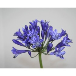 Agapanthe 'Vallée Bleue'