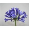 Agapanthe 'Vallée Bleue'