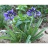  Agapanthe 'Vallée Bleue'