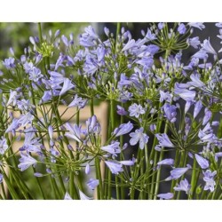 Agapanthe 'Sophie'