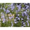 Agapanthe 'Sophie'