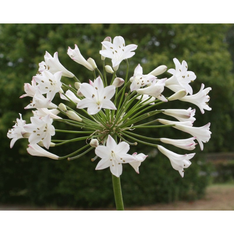Agapanthe 'Glacier Stream'