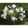 Agapanthe 'Glacier Stream'
