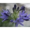 Agapanthe 'Vallée du Lathan'