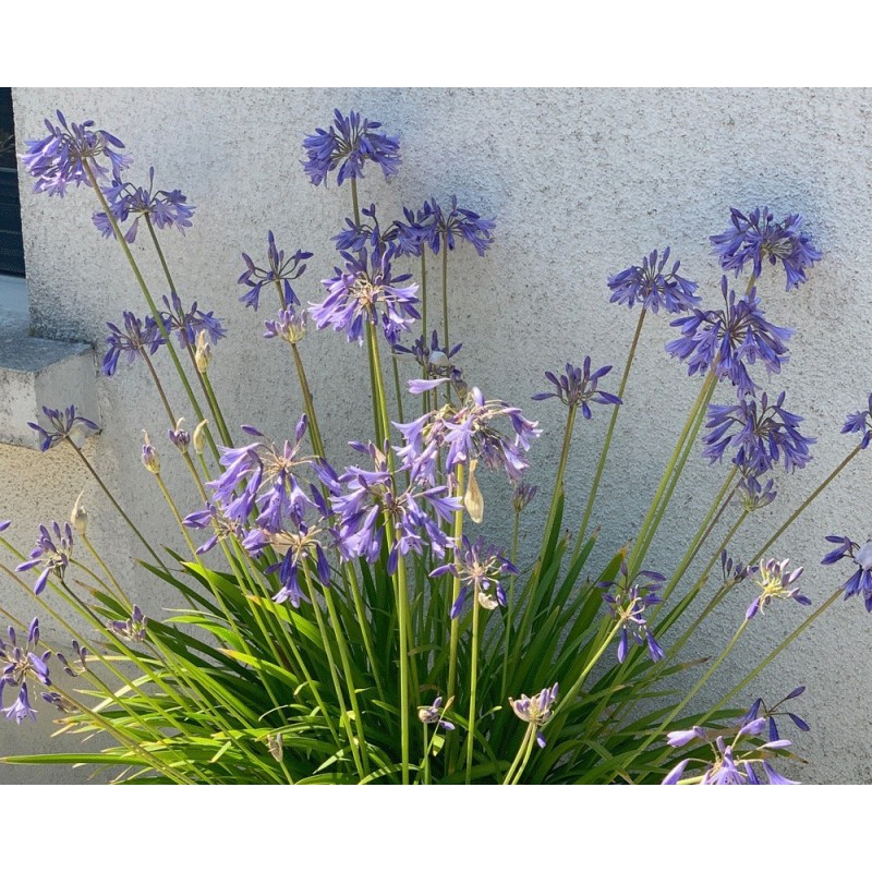  Agapanthe 'Vallée du Lathan'