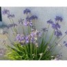  Agapanthe 'Vallée du Lathan'