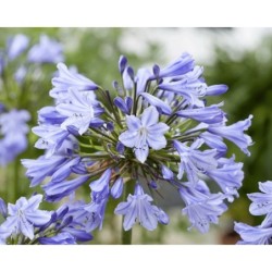 Agapanthe 'Vallée de la Belle'