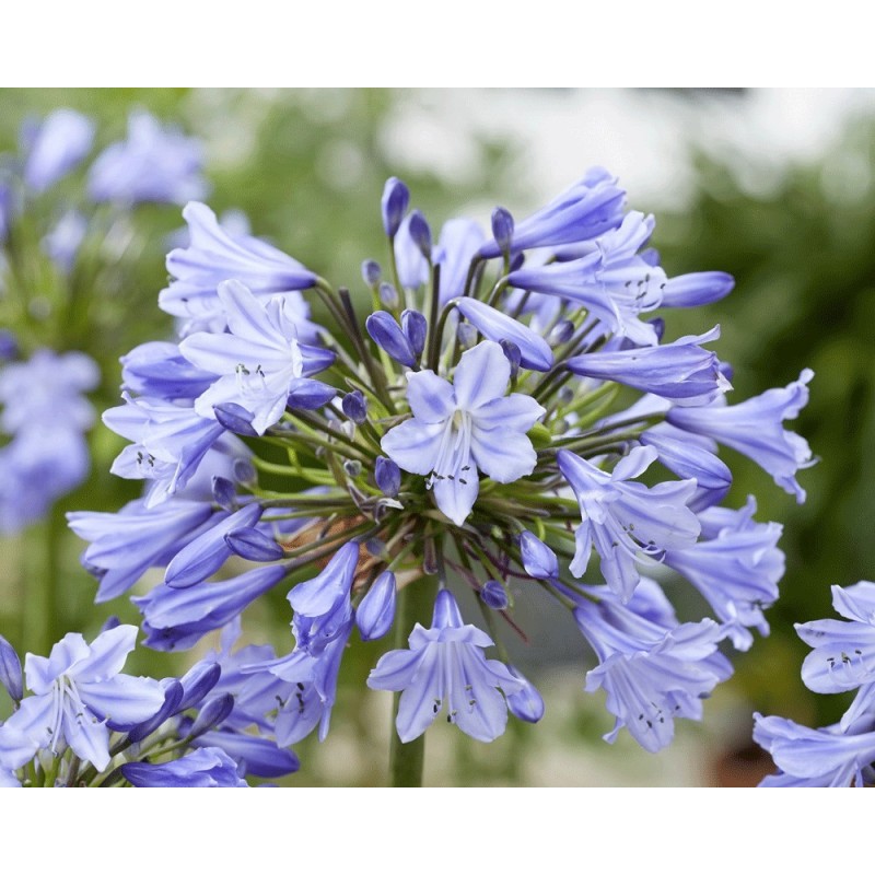 Agapanthe 'Vallée de la Belle'